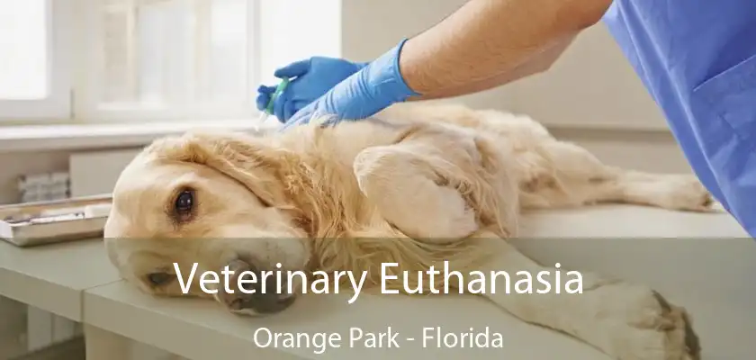 Veterinary Euthanasia Orange Park - Florida