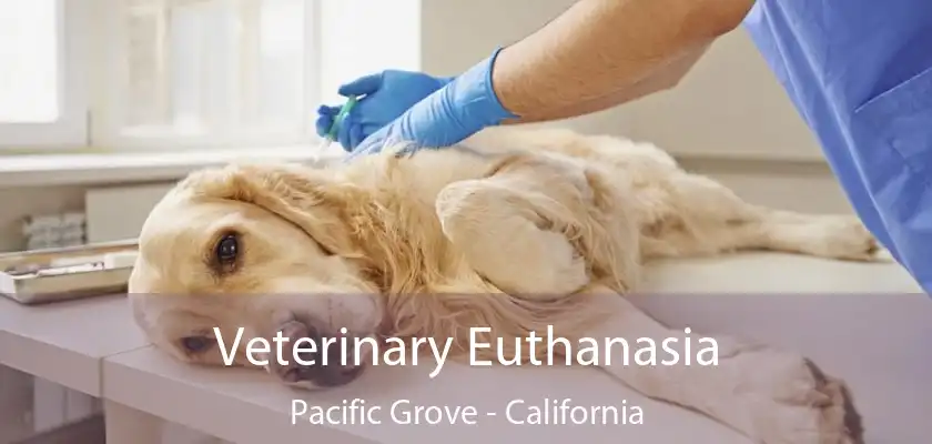 Veterinary Euthanasia Pacific Grove - California