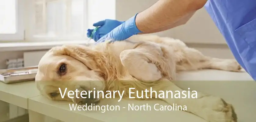 Veterinary Euthanasia Weddington - North Carolina
