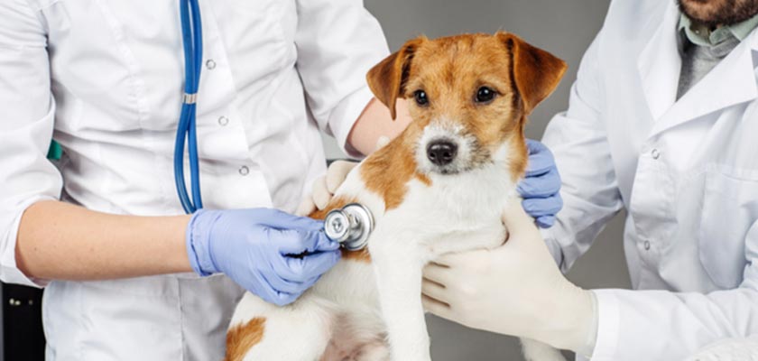 Dog Vet SpecialistÂ in El Cajon