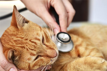 cat vet in Hawthorne
