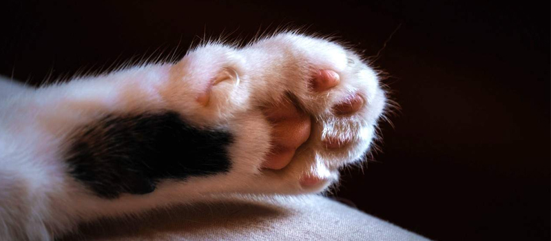 declawing cats services