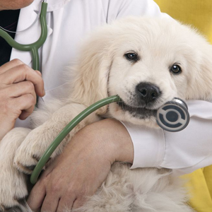 Small Pet VetÂ inÂ Doctors Inlet