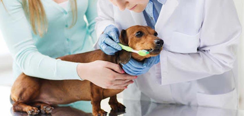 pet dentistry in Pope Valley