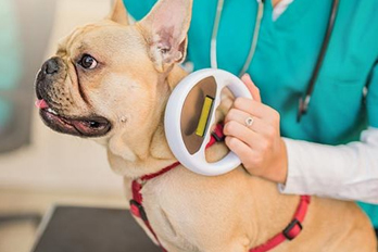 animal microchipping in Sunnyvale