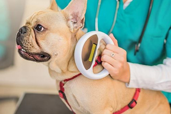 animal microchipping in Tarzana