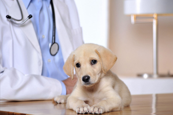 small animal vet in Cary