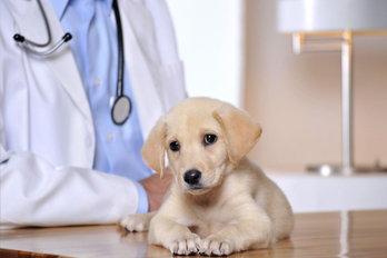 small animal vet in Rancocas