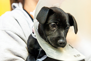 spaying and neutering in Topanga