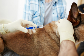 veterinary euthanasia in Twentynine Palms