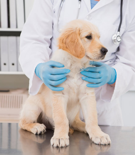 Vet hospital in Gonzales