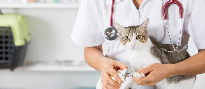 small animal vet in Cookstown