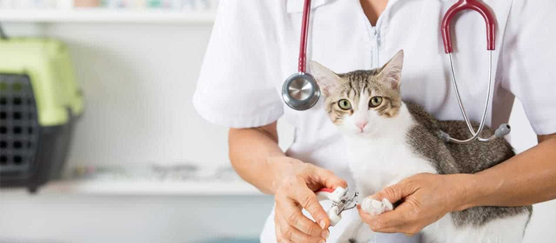 small animal vet in Huntington Beach