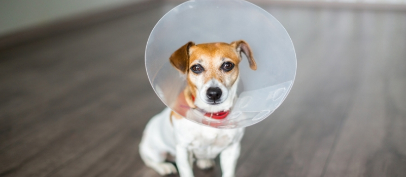 spay neuter clinic in Cazadero